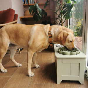 Golder Labrador eating from a elevated enrichment pet feeding station painted in farow and ball, ball green, in a home setting.