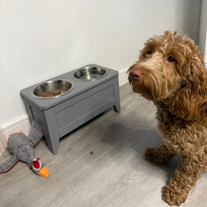 Dog standing next to a gray elevated dog feeder with two bowls on a wooden floor.