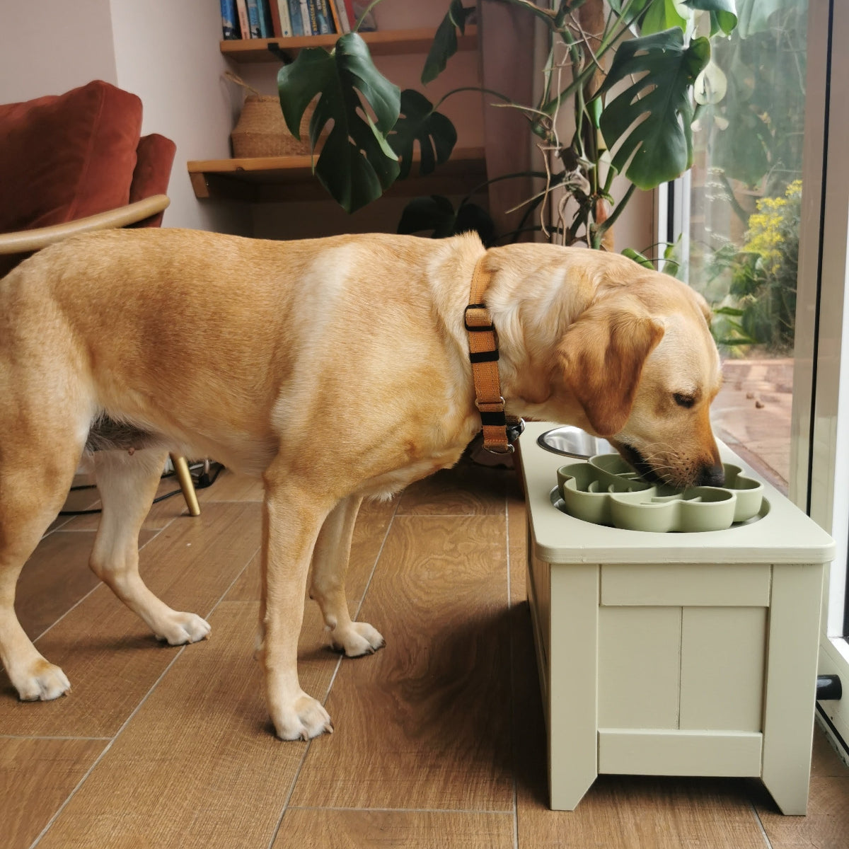 Golder Labrador eating from a elevated enrichment pet feeding station painted in farow and ball, ball green, in a home setting.