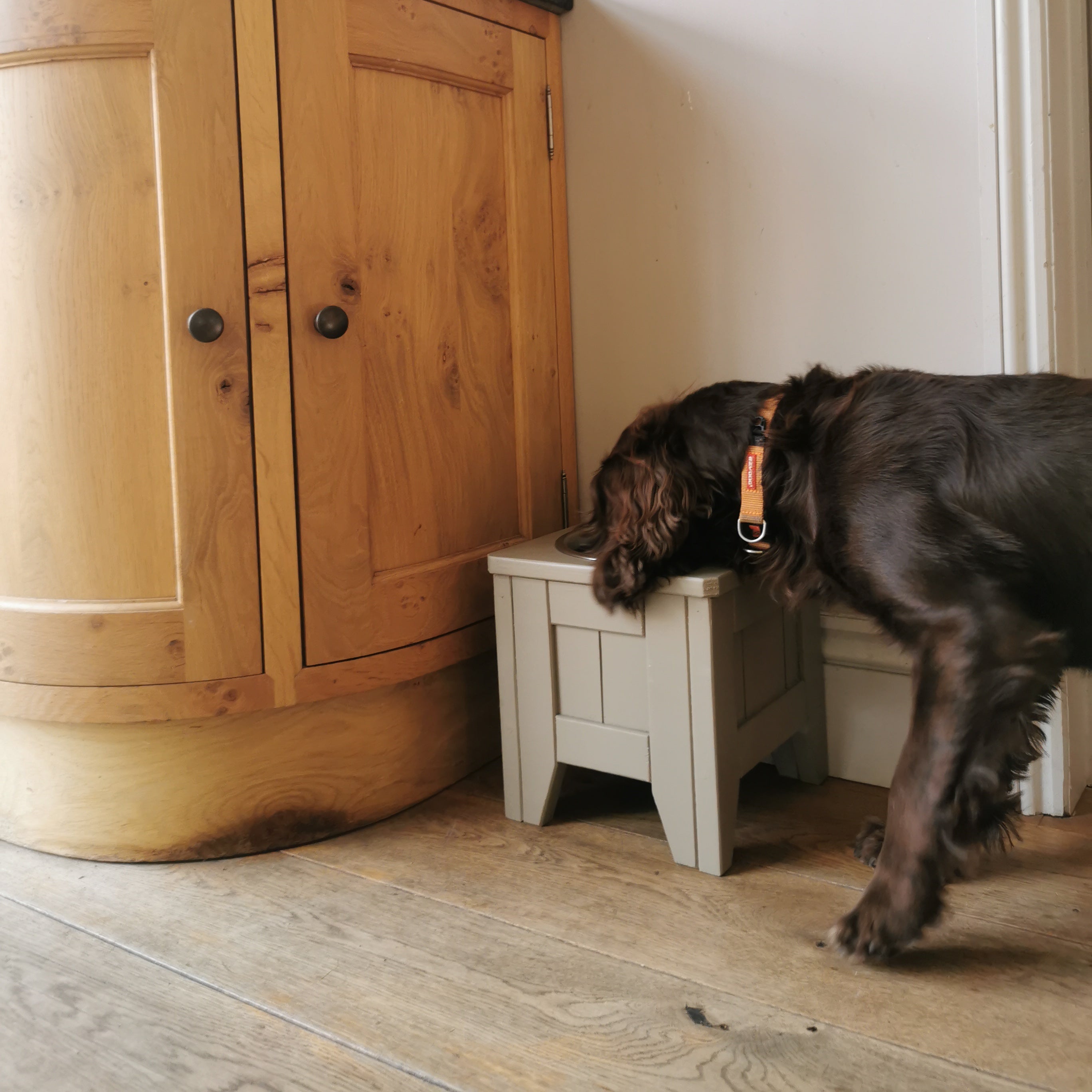 Brown Spaniel eating from a 27cm high, hand painted, raised wooden dog bowl painted in farrow and ball mouses back brown.